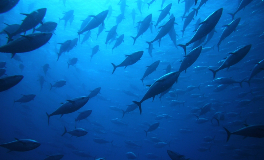Fishing nations approve overhaul of bluefin tuna tracking system
