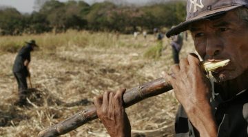 A laborer sucks the juice from sugar cane on a Costa Rican plantation