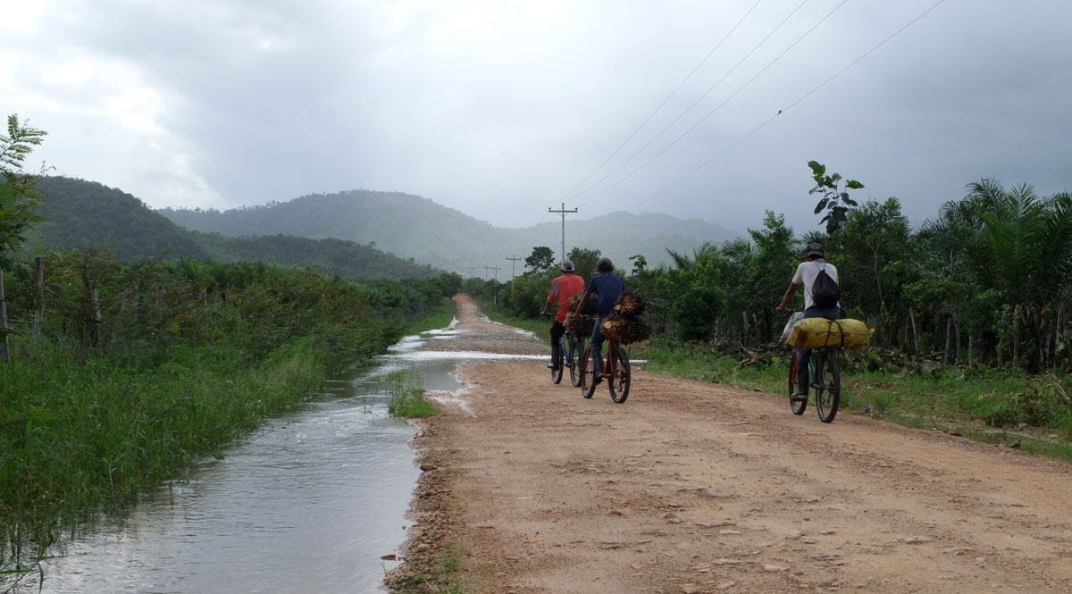 Men carrying palm oil fruits on their bicycles near plantations in Honduras