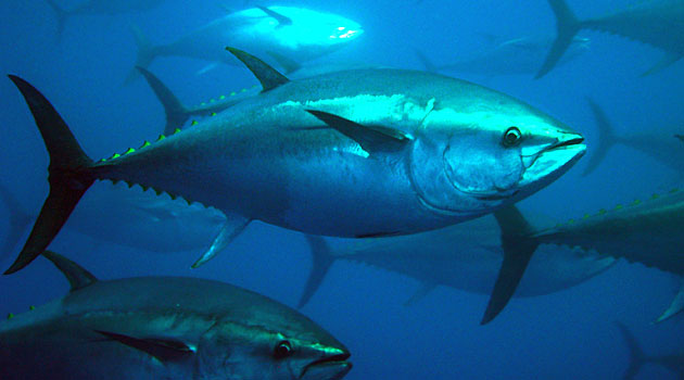 Between 1998 and 2007 more than one in three bluefin was caught illegally, creating an off-the-books trade conservatively valued at $4 billion