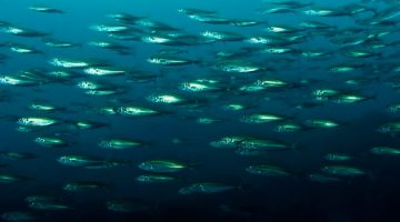 Jack mackerel was once one of the world’s most abundant fish