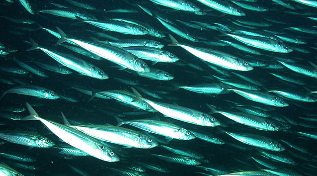 Jack mackerel stocks have declined from 30 million metric tons to less than 3 million in just two decades