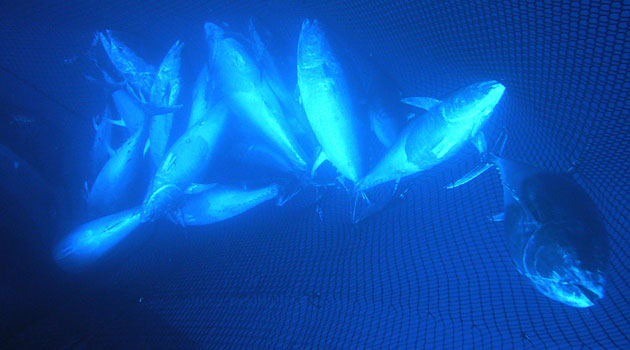 Threatened bluefin tuna may not get much help from international conference