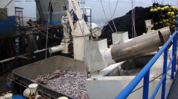 Peru’s anchoveta is the world’s largest fishery