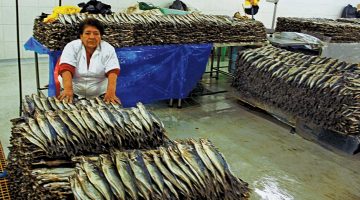 Jack mackerel, fresh off the boat, is prepared for markets in Peru