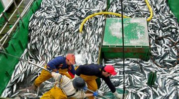 After years of intensive fishing, jack mackerel stocks in the southern Pacific have declined dramatically