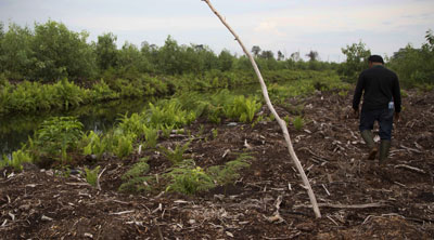 Indonesia deforestation