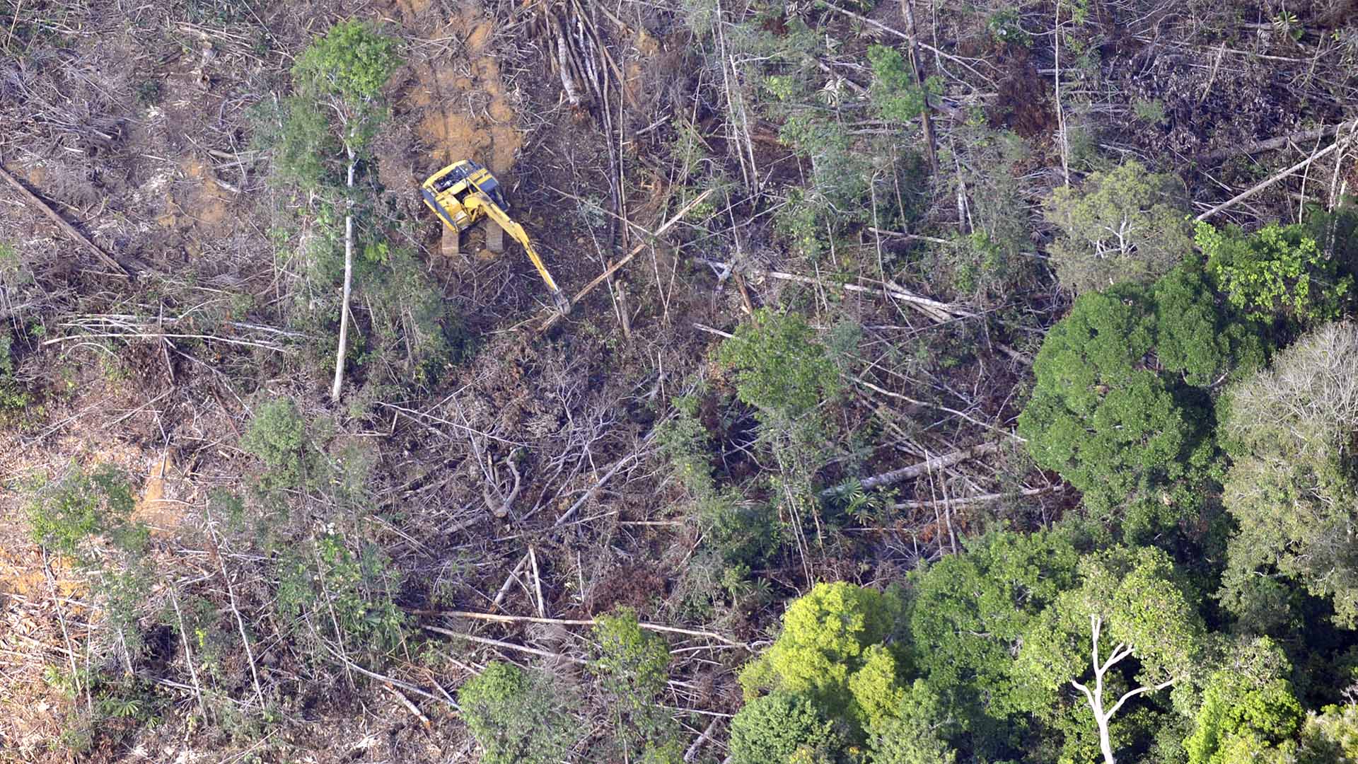 Researchers claim Canadian forestry giant has hidden links to Indonesian  deforester accused of destroying habitat - ICIJ