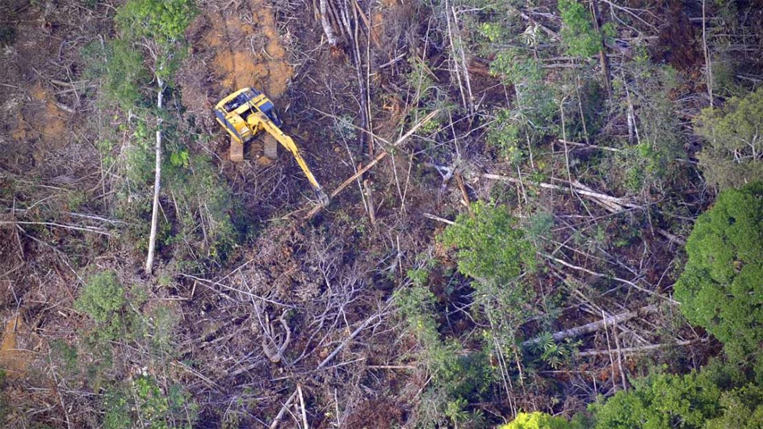 Para peneliti mengklaim bahwa raksasa hutan Kanada memiliki hubungan tersembunyi dengan deforestasi Indonesia yang dituduh menghancurkan habitat aslinya