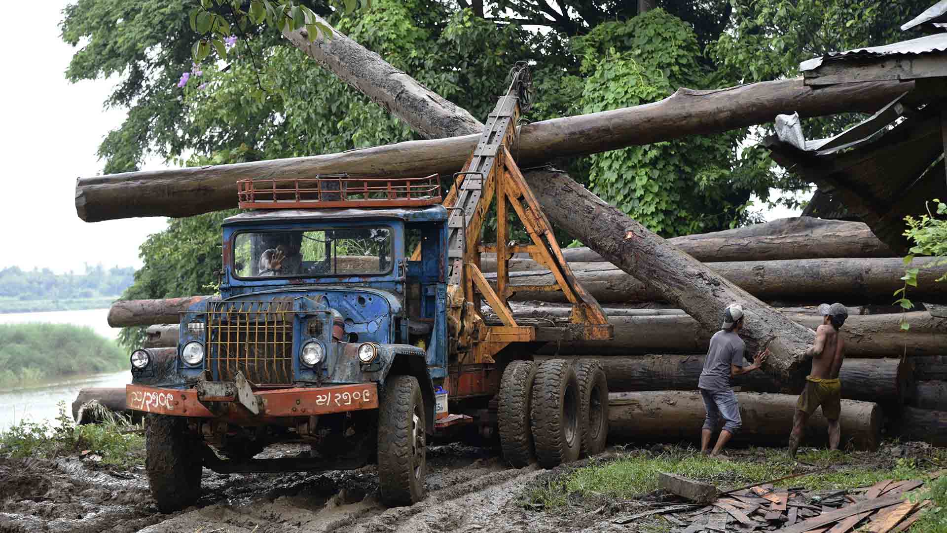 Two men load logs onto a tractor in a Myanmar sawmill.