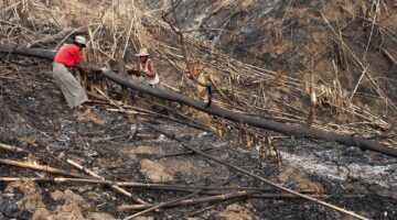 PPEC: False claims and sloppy journalism confuse the deforestation issue -  Pulp and Paper Canada